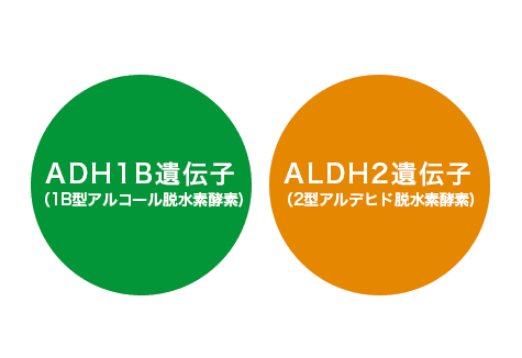 ADH1B遺伝子 ALDH2遺伝子