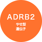 ADRB2 やせ型遺伝子
