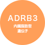 ADRB3 内臓脂肪型遺伝子