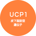 UCP1 皮下脂肪型遺伝子