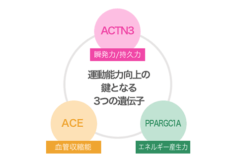 ACTN3 ACE PPARGC1A